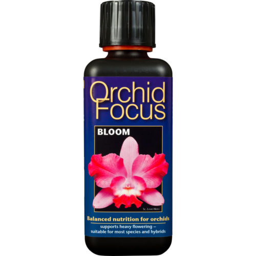 Orchid Focus Bloom